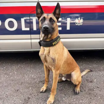 Datenspürhund